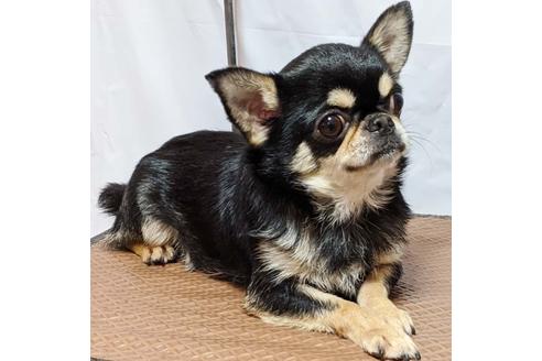 販売中のチワワ(スムースコート)の親犬