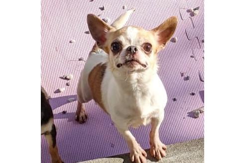 販売中のチワワ(スムースコート)の親犬