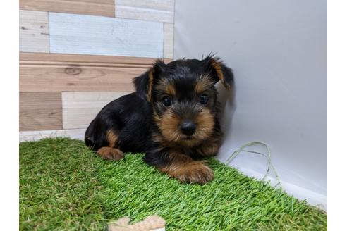 東京都のヨークシャーテリア 女の子 04 07生まれ 断尾していません 子犬id ブリーダーナビ 東京都のヨークシャーテリア 女の子 04 07生まれ 断尾していません 子犬id ブリーダーナビ