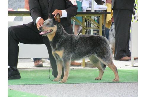 田中優ブリーダーの詳細