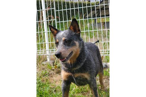 販売中のオーストラリアンキャトルドッグの親犬