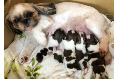 販売中のシーズーの親犬
