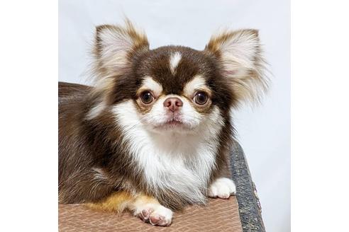 販売中のチワワ(ロングコート)の親犬