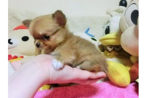 フィッシャーズ フィッシャーズの朝ってどんな感じ マサイの愛犬