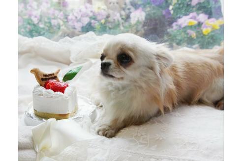 販売中のチワワ(ロングコート)の親犬
