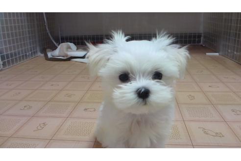 販売中のマルチーズの親犬