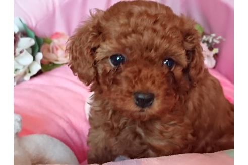 北海道のトイプードル 女の子 2020 04 18生まれ ホームページ内に動画あります Https Www Puchiclub Net 子犬id 97600 ブリーダーナビ