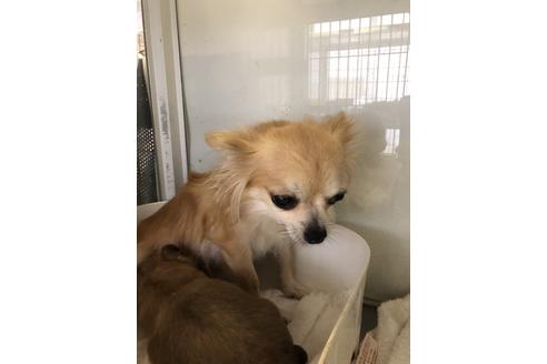 販売中のチワワ(ロングコート)の親犬