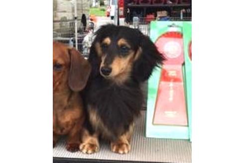 販売中のカニンヘンダックスフンド(ロングヘアード)の親犬