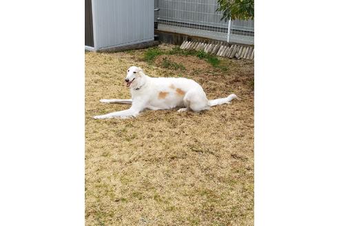販売中のボルゾイの親犬
