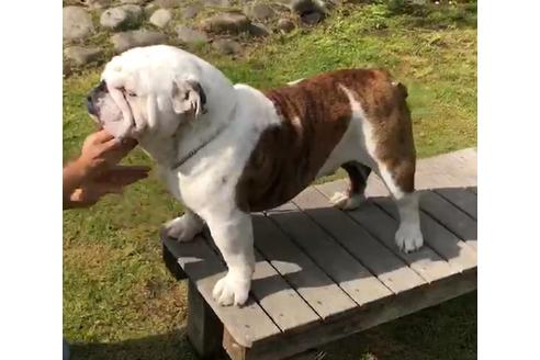 販売中のブルドッグの親犬