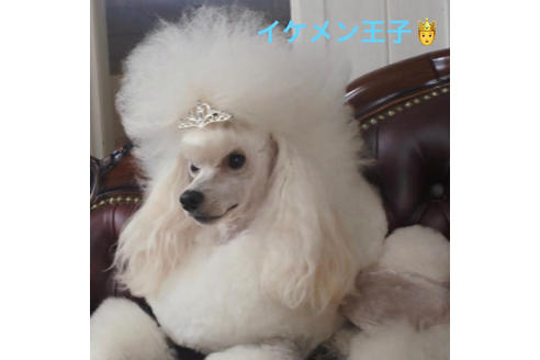 販売中のタイニープードルの親犬