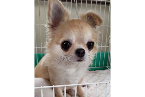 販売中のチワワ(ロングコート)の親犬