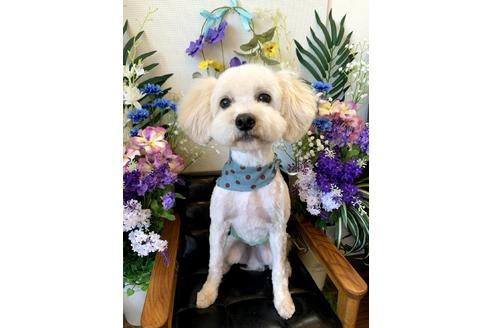販売中のミックス犬の親犬