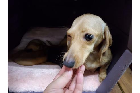 販売中のミニチュアダックスフンド(ロングヘアード)の親犬