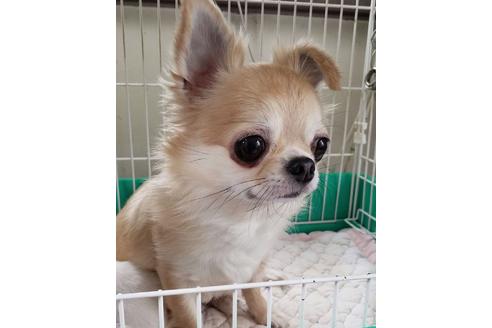 販売中のチワワ(スムースコート)の親犬