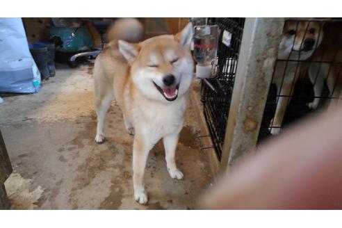 販売中の柴犬の親犬