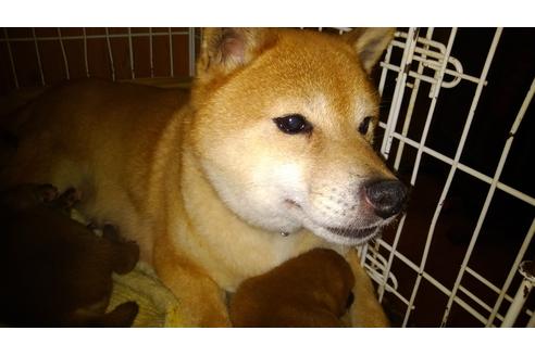 販売中の柴犬の親犬
