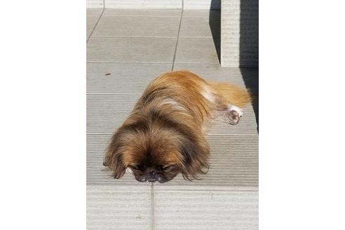 販売中のペキニーズの親犬