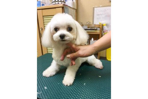 販売中のマルチーズの親犬