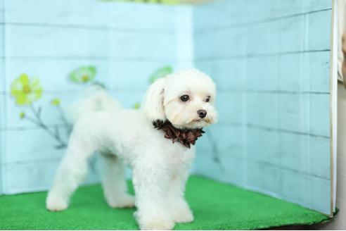 販売中のマルチーズの親犬