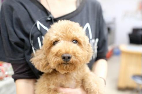 販売中のトイプードルの親犬