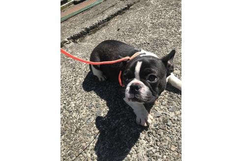販売中のフレンチブルドッグの親犬