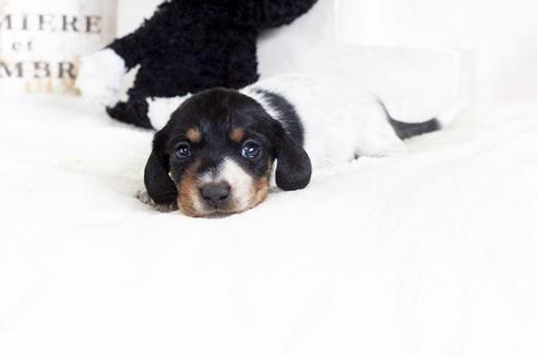 ブラック(黒)のカニンヘンダックスフンドの子犬を探す