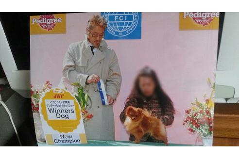 販売中のポメラニアンの親犬