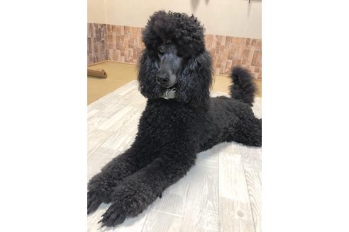 販売中のスタンダードプードルの親犬