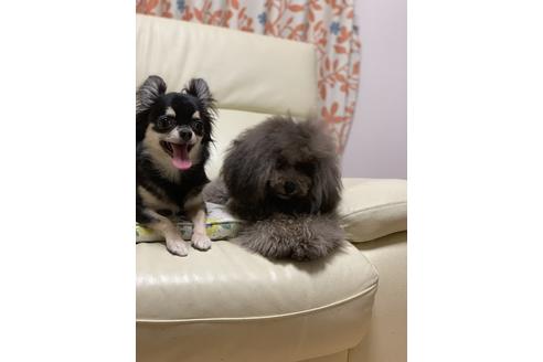 販売中のチワワ(ロングコート)の親犬