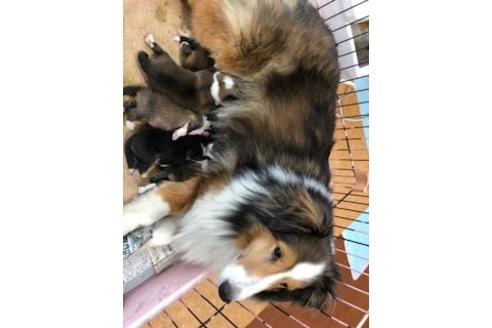 販売中のシェットランドシープドッグ(シェルティ)の親犬
