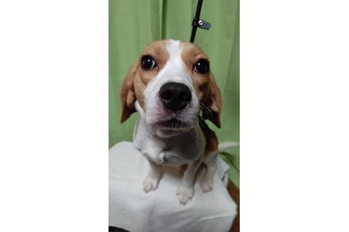 販売中のミックス犬の親犬