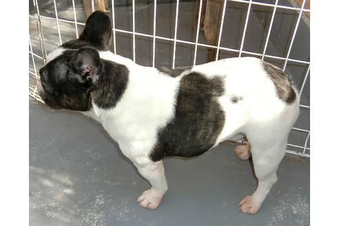 販売中のフレンチブルドッグの親犬