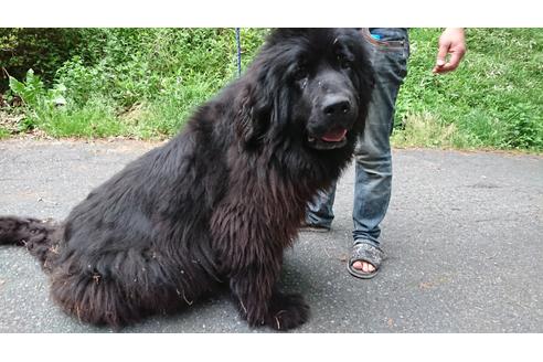販売中のニューファンドランドの親犬