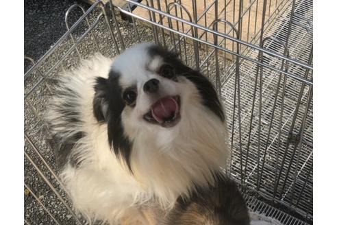 販売中のチワワ(ロングコート)の親犬