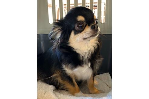 販売中のチワワ(ロングコート)の親犬