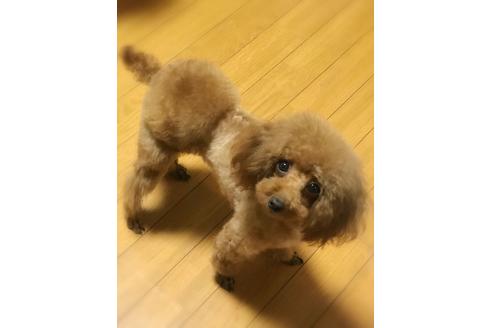 販売中のトイプードルの親犬