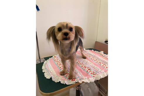 販売中のヨークシャーテリアの親犬