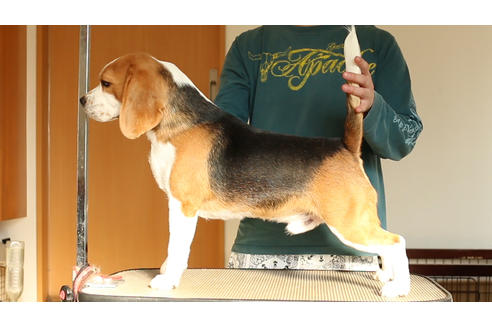 販売中のビーグルの親犬