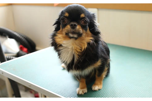 販売中のチワワ(ロングコート)の親犬