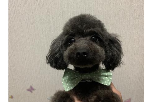 販売中のティーカッププードルの親犬