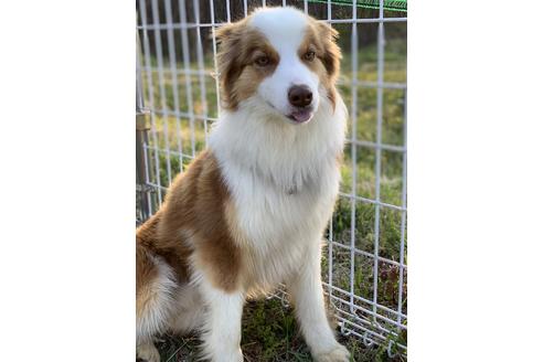 販売中のボーダーコリーの親犬