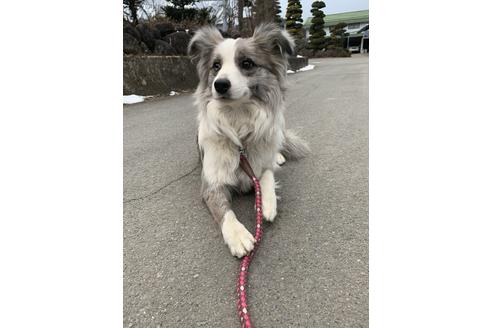 販売中のボーダーコリーの親犬