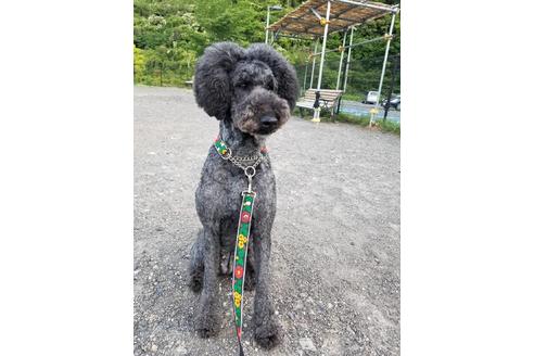販売中のスタンダードプードルの親犬