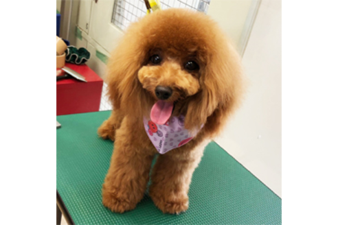 販売中のマルプー:マルチーズ×トイプードルの親犬