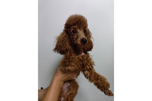 販売中のトイプードルの親犬