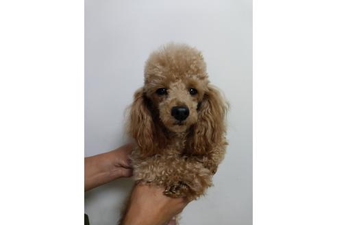 販売中のトイプードルの親犬