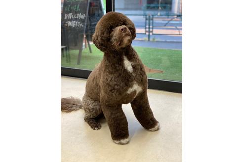 販売中のミックス犬の親犬