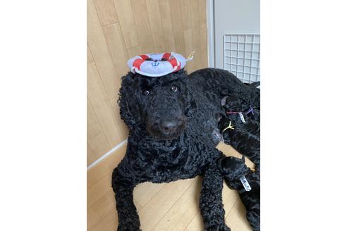 販売中のミックス犬の親犬